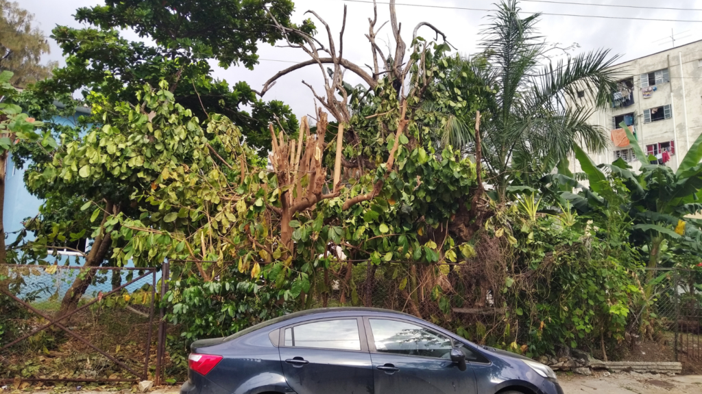 Image showcasing What’s at stake when we lose urban trees - Climate Tracker
