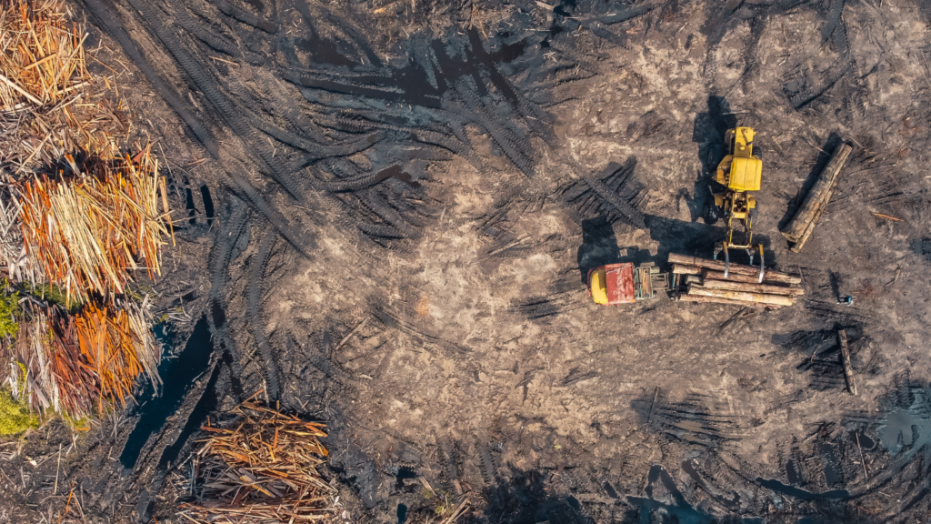 deforestation