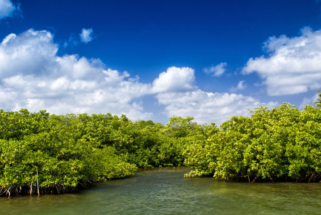 Protect Mangroves in the Cayman Islands 
