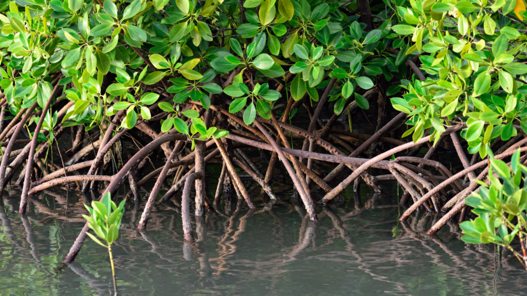 Protect Mangroves in the Cayman Islands