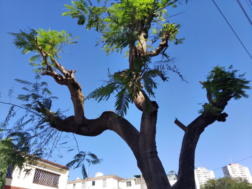 Urban Tree Loss: A Growing Concern in Havana Cuba 