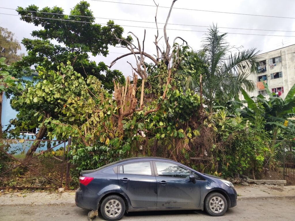 Urban Tree Loss: A Growing Concern in Havana Cuba 