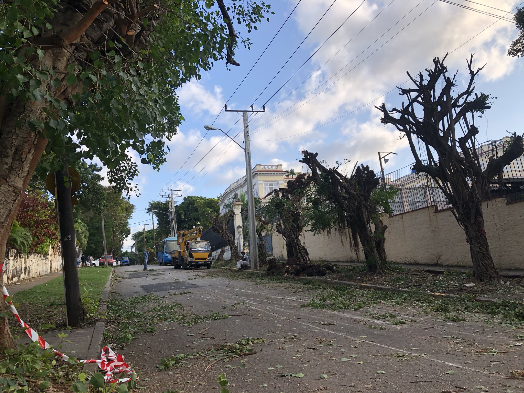 What’s at stake when we lose urban trees - Climate Tracker