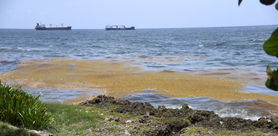 Transforming sargassum: From animal feed to building blocks and fuel