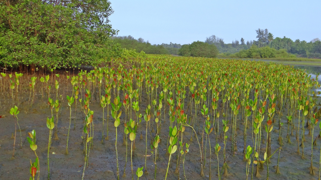 mangrove