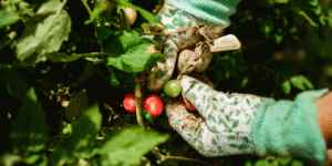 urban Trinidad and Tobago