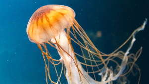 deep sea mining
